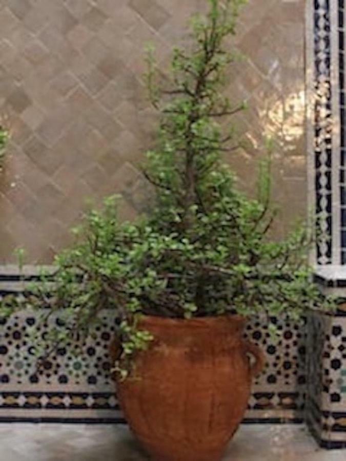 Traditional Moroccan House تغازوت المظهر الخارجي الصورة